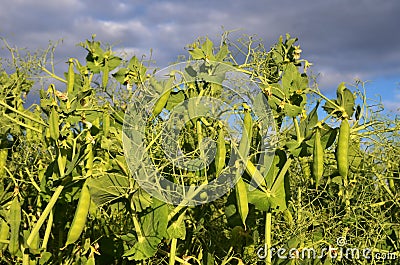 Field of pea plant