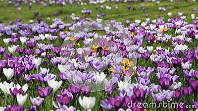 A field of purple flowers