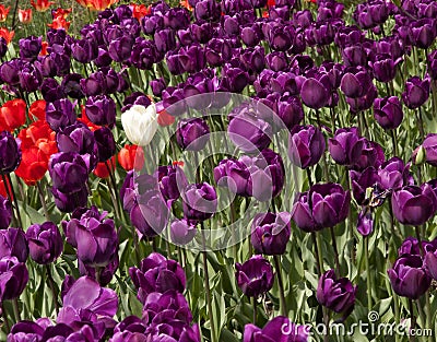 Field of Purple Tulips