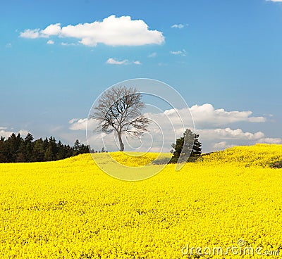 Field of rapeseed plant for green energy