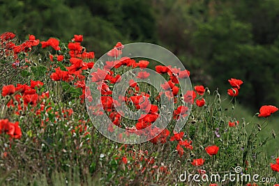 Field of red poppies.