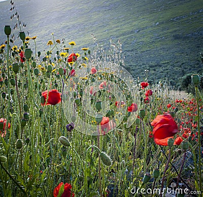 Field of red poppies