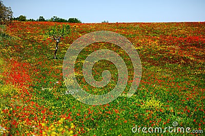 Field of red and yellow poppies in Apulia, Italy