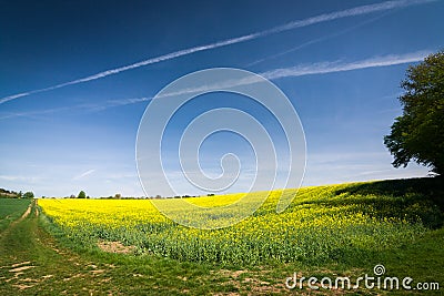 Field road and yellow flowering rapeseed field