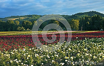 Field of roses, Oregon