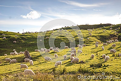 Field of sheep