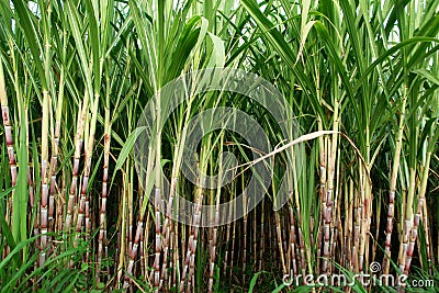 Field of sugar cane