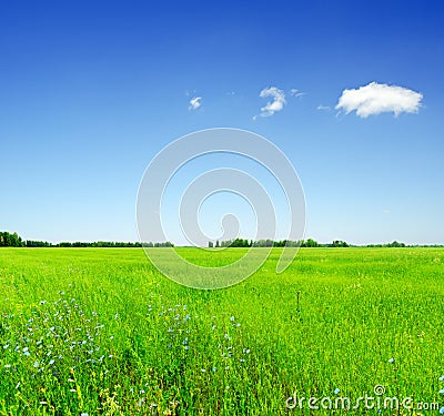 Summer landscape. Field and sky