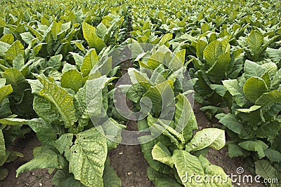 Field of Tobacco Plants in Farm Field, Cash Crop