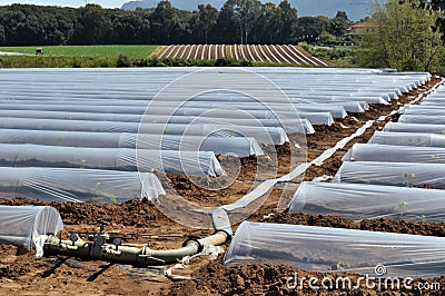 Field of vegetable crops in rows covered with polythene cloches protection