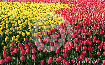 Field of yellow and red flowers