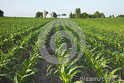 Field of young corn with farm in background