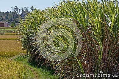 Fields of sugar cane in Madagascar