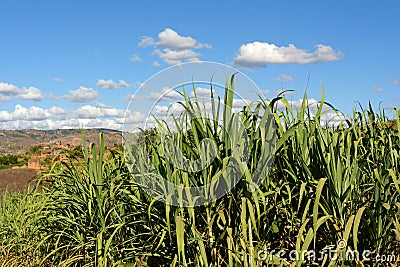 Fields of sugar cane in Madagascar