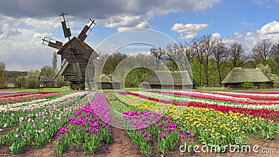 Tulips on the background of the village, where a rich collection of 