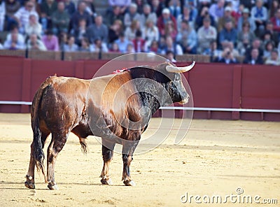 Fighting bull from Spain. Brown bull