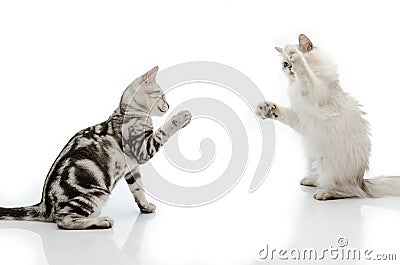 Fighting cat