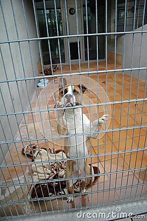 Fighting dogs in a cage