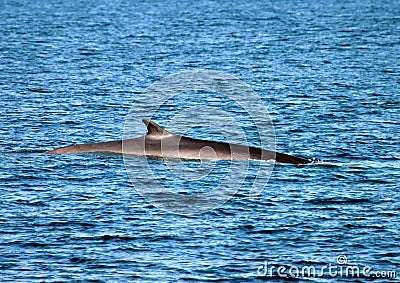 Fin Back Whale