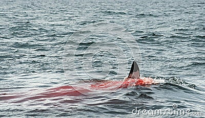 Fin of a Great white shark (Carcharodon carcharias)in the blood.