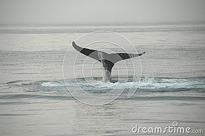 Fin of a humpback whale