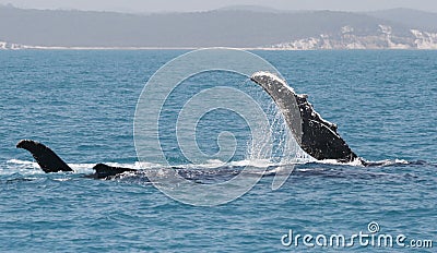 Fin Humpbackwhales