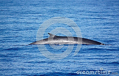 Fin whale