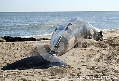 Fin Whale Beached