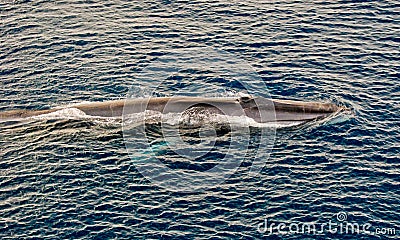 Fin Whale Surfacing