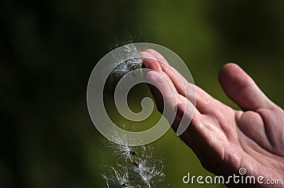 Fingertips release milk weed seeds to the wind