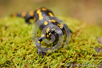 Fire Salamander