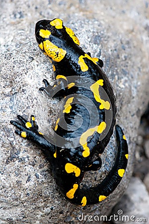 Fire Salamander