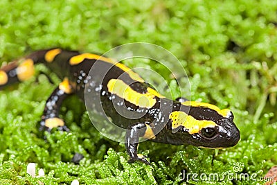 Fire salamander