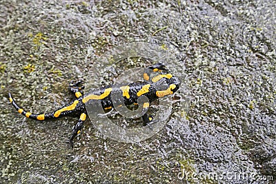 Fire salamander