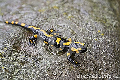 Fire salamander