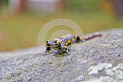 Fire salamander