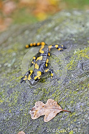 Fire salamander