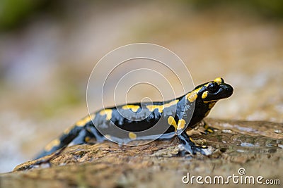 Fire salamander