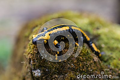 Fire salamander