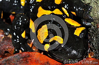 Fire salamander full face