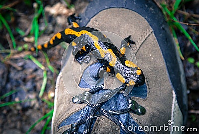 Fire Salamander on hiking boots