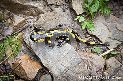 Fire salamander