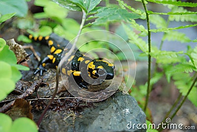 Fire salamander