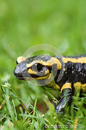 Fire salamander