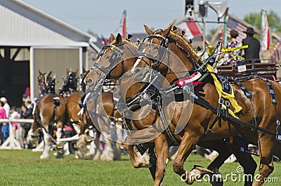 First Prize Belgian Draft Horses at Country Fair