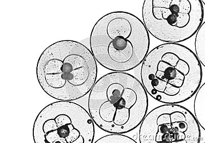 The first stages of cell division in fertilized fish eggs