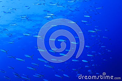 Fish on blue background