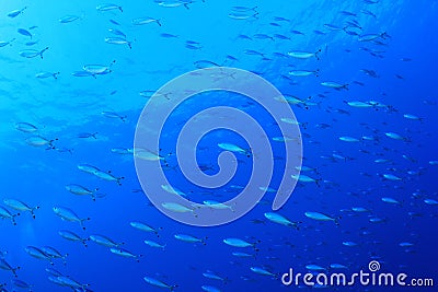 Fish on blue background