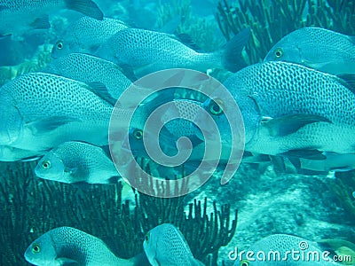 Fish in the Caribbean