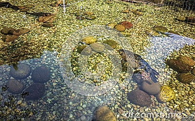 Fish in clear Pond